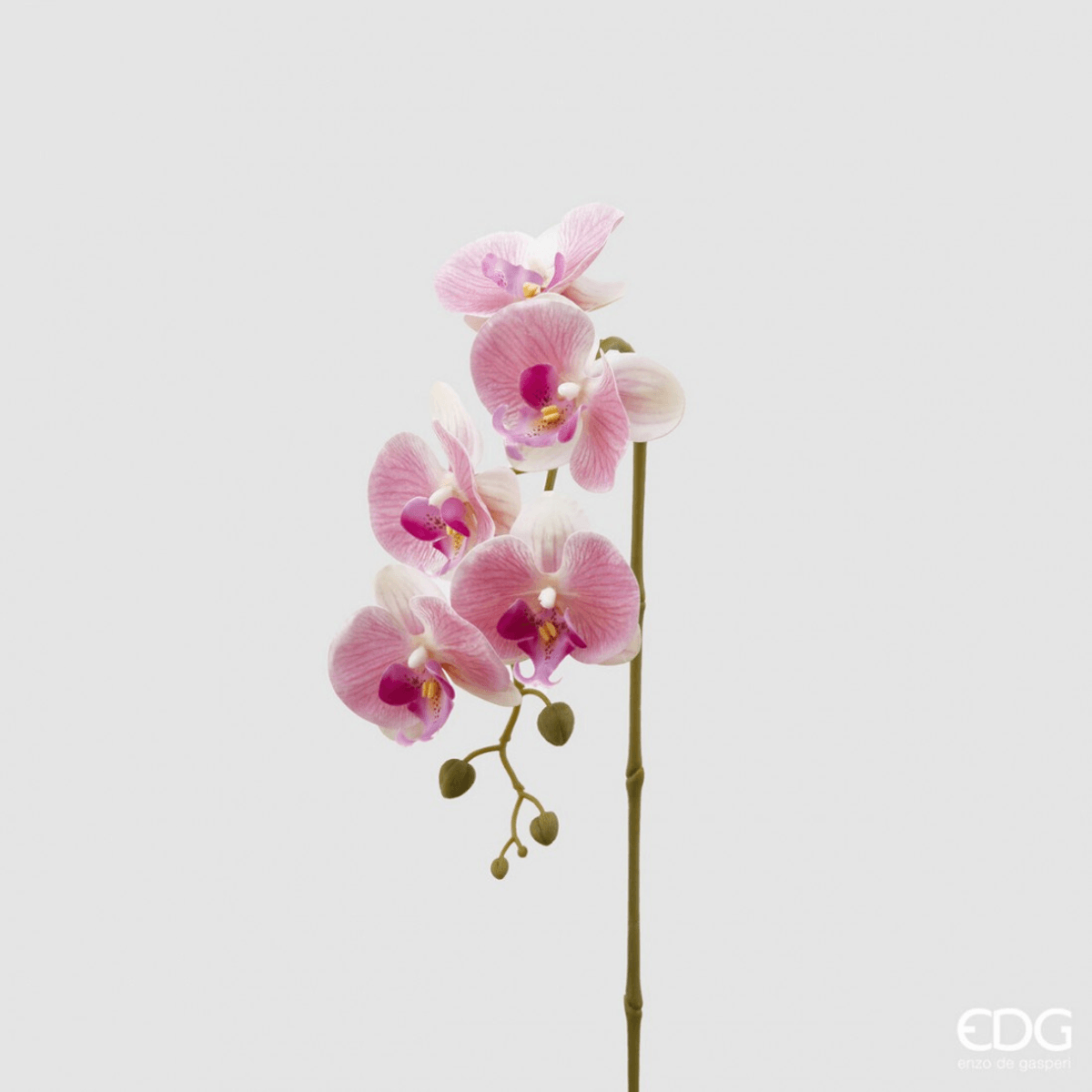 Orkide, Hvit / Rosa, 70 cm